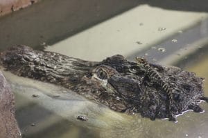 September, Albert the American Alligator showing what a great Dad he is!